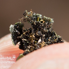 Phaeophyscia hispidula