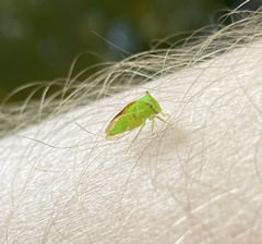 Stictocephala militaris