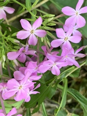 Phlox glaberrima