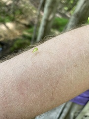 Stictocephala militaris