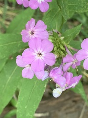 Phlox glaberrima