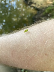 Stictocephala militaris