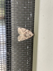 Pseudeustrotia indeterminata