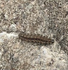Lepidoptera