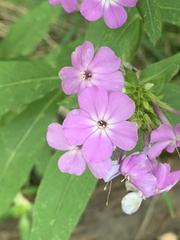 Phlox glaberrima