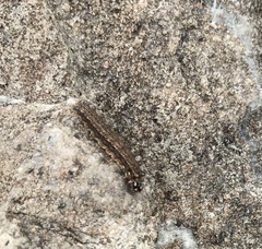 Lepidoptera