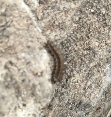 Lepidoptera