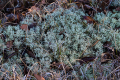 Cladonia terrae-novae