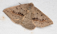 Nearcha tristificata