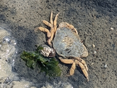 Carcinus maenas