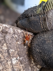 Dysdera crocata
