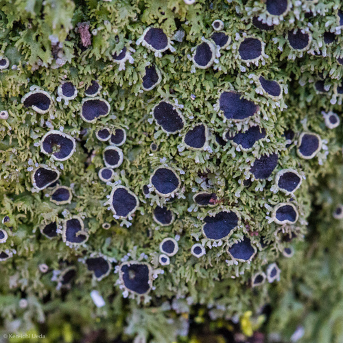 Shaggy-fringe Lichen