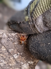 Dysdera crocata