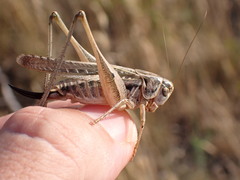 Platycleis affinis affinis