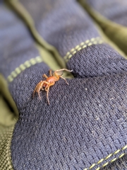 Dysdera crocata