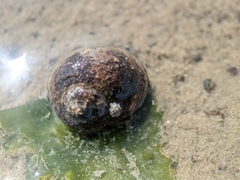 Littorina littorea