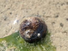 Littorina littorea