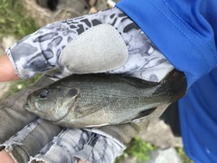 Lepomis cyanellus