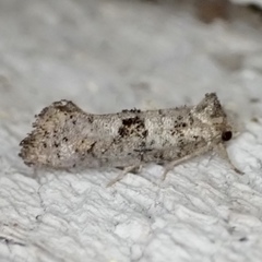 Acrolophus piger