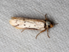 Philobota thiocrossa