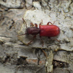 Zenodosus sanguineus