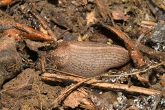 Tandonia