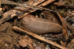 Tandonia