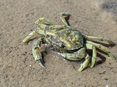 Carcinus maenas
