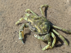 Carcinus maenas
