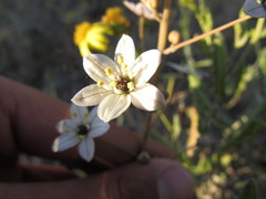 Oziroe biflora
