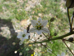 Oziroe biflora