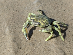 Carcinus maenas