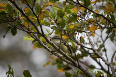 Acanthisitta chloris