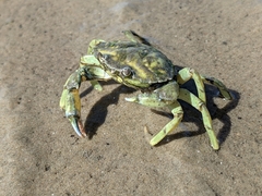 Carcinus maenas