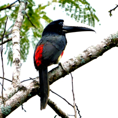 Pteroglossus aracari