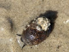 Littorina littorea