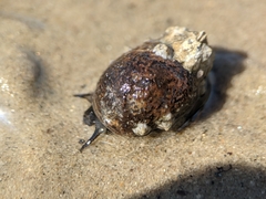 Littorina littorea