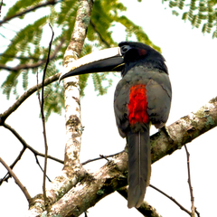 Pteroglossus aracari