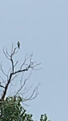 Ictinia mississippiensis