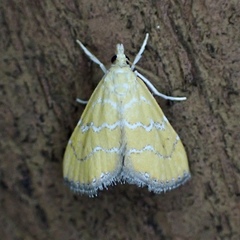 Xanthophysa psychicalis