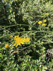 Hieracium laevigatum