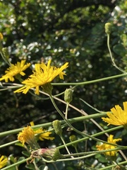 Hieracium laevigatum