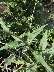 Hieracium laevigatum