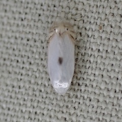 Pseudopostega quadristrigella