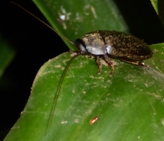 Diploptera
