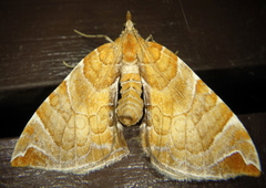 Eulithis molliculata