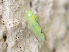 Neocoelidia compta
