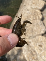 Procambarus simulans