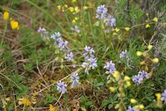 Polygala calcarea