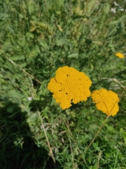 Achillea filipendulina